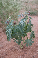 Jatropha macrorhiza, photograph (c) Zihao Wang, some rights reserved (CC BY)