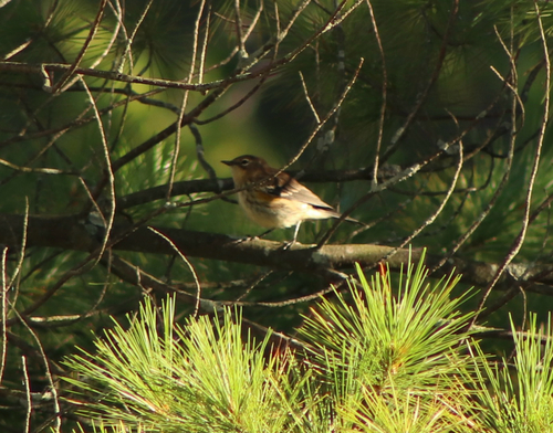 Yellow-rumped Warbler