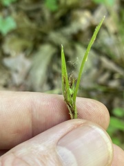 Scleria oligantha