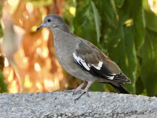 White-winged Dove