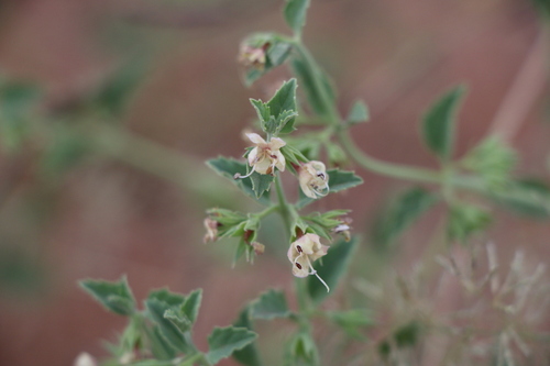 Tetraclea coulteri