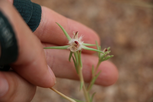 Portulaca suffrutescens