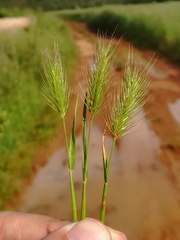 Hordeum geniculatum