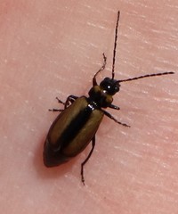 Calomicrus circumfusus