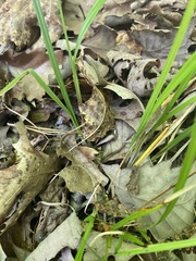 Scleria oligantha