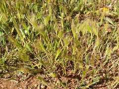 Hordeum geniculatum