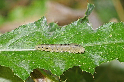 Pine Sawfly
