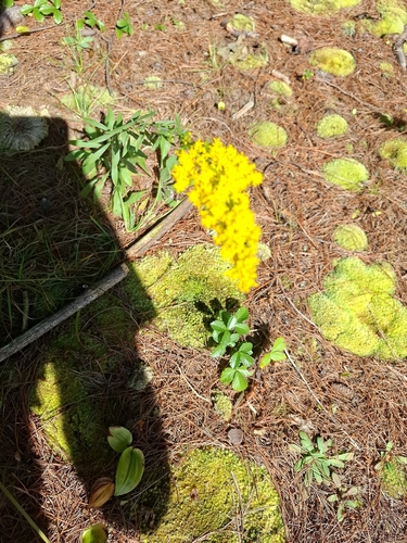 field goldenrod