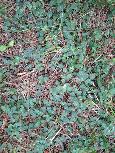 partridgeberry