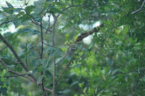 White-eyed Vireo