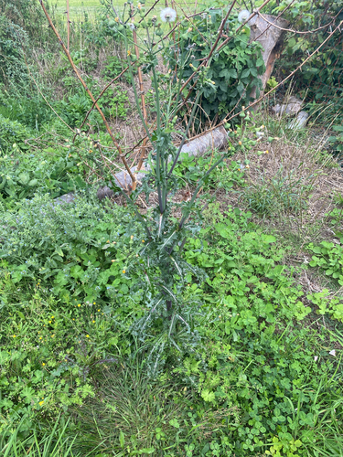 prickly sowthistle