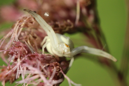 Goldenrod Crab Spider