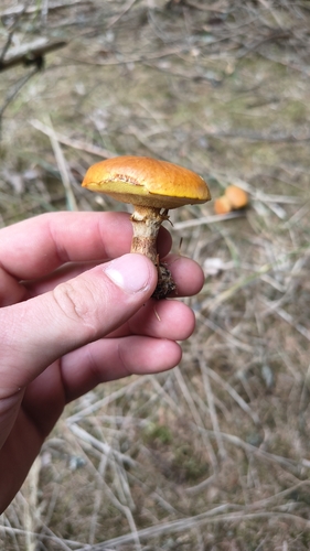 Larch Bolete