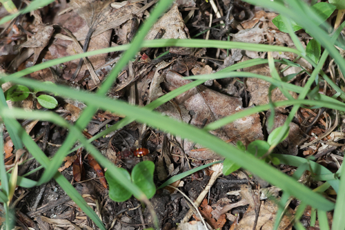 Nomad Bees