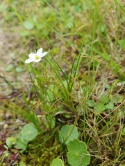 Sagina nodosa, photograph (c) Philokretes, some rights reserved (CC BY)