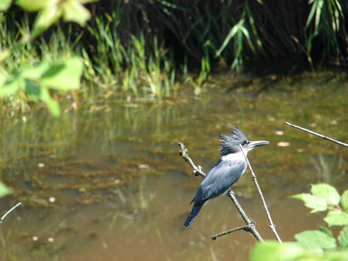 Belted Kingfisher