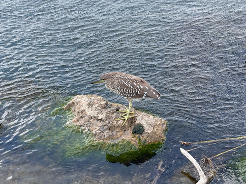 Black-crowned Night Heron