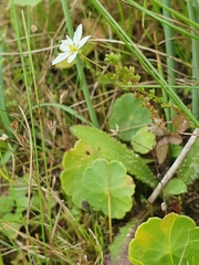 Sagina nodosa, photograph (c) Philokretes, some rights reserved (CC BY)