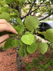 Populus tremuloides