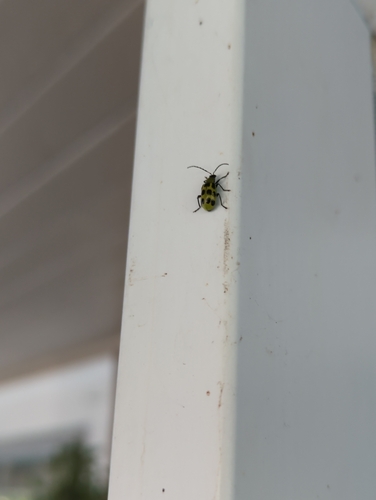 Spotted Cucumber Beetle