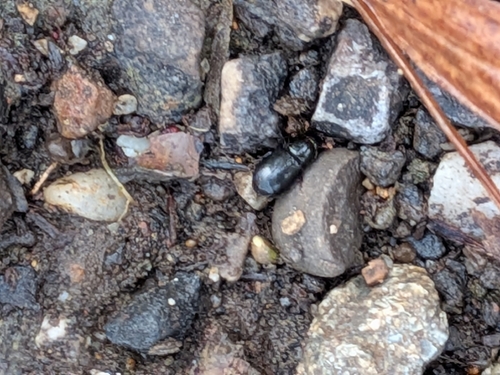 Agonum extensicolle