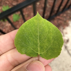 Populus tremuloides
