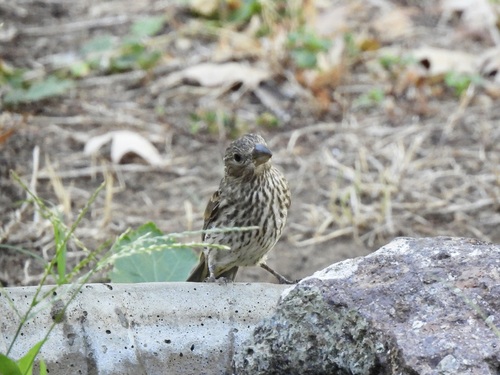 House Finch
