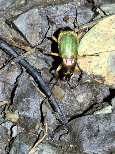 Chlaenius pallipes