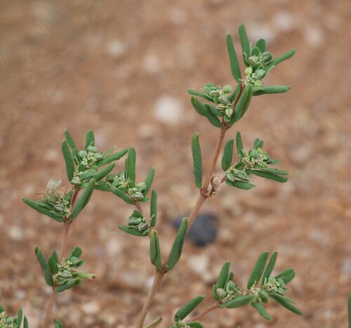 Euphorbia serpillifolia