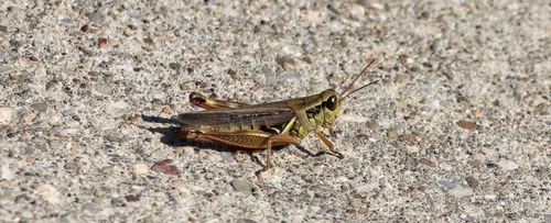 Red-legged Grasshopper