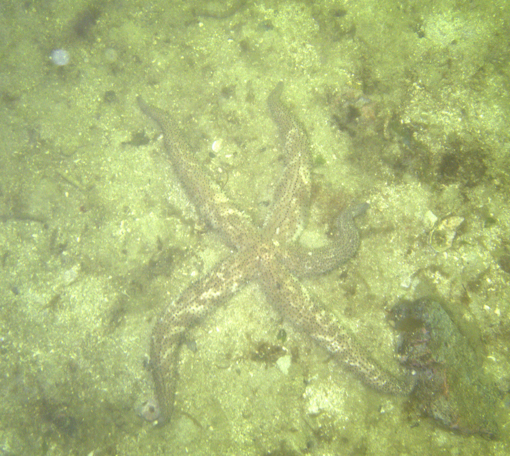 Black-spined star