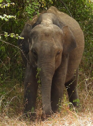 Sri Lankan Elephant