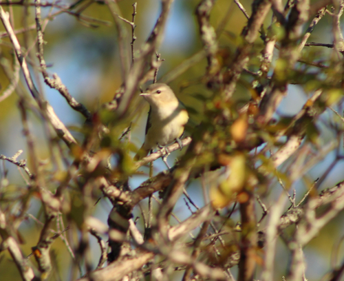 Eastern Warbling Vireo