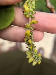 Populus tremuloides