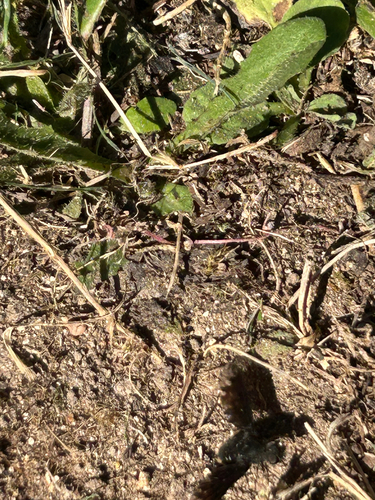 Black Banded Bee Fly