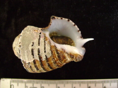 Opeatostoma pseudodon