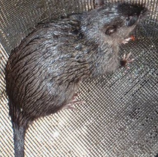 Hydromys chrysogaster