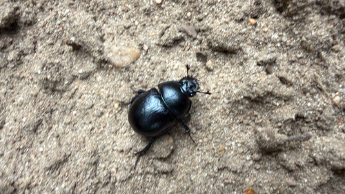 Woodland Dor Beetle
