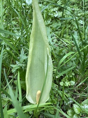Arum italicum italicum