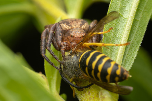 Xysticus