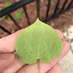 Populus tremuloides