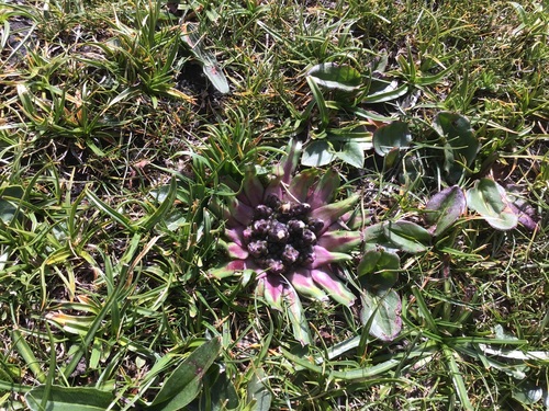 Saussurea stella