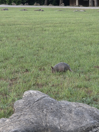Mexican Long-nosed Armadillo