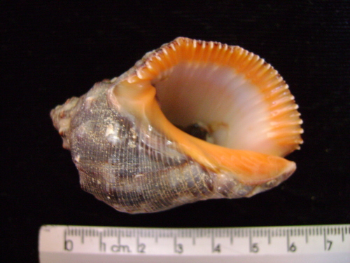 Stramonita biserialis