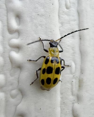 Spotted Cucumber Beetle