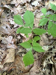 Rhus aromatica aromatica