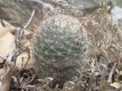 Mammillaria barbata