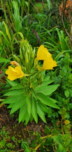 common evening-primrose