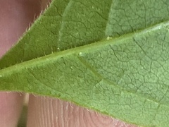 Rhus aromatica aromatica