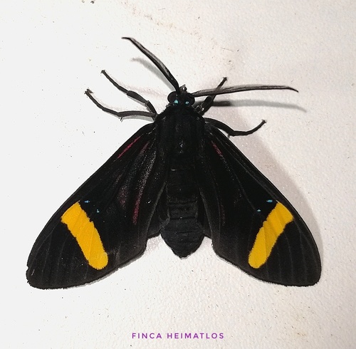 Histioea proserpina